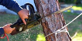 How Our Tree Care Process Works  in Westlake, TX